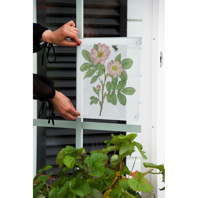 Emma Sjodin: Windowshade (31 x 31cm), Wild Rose