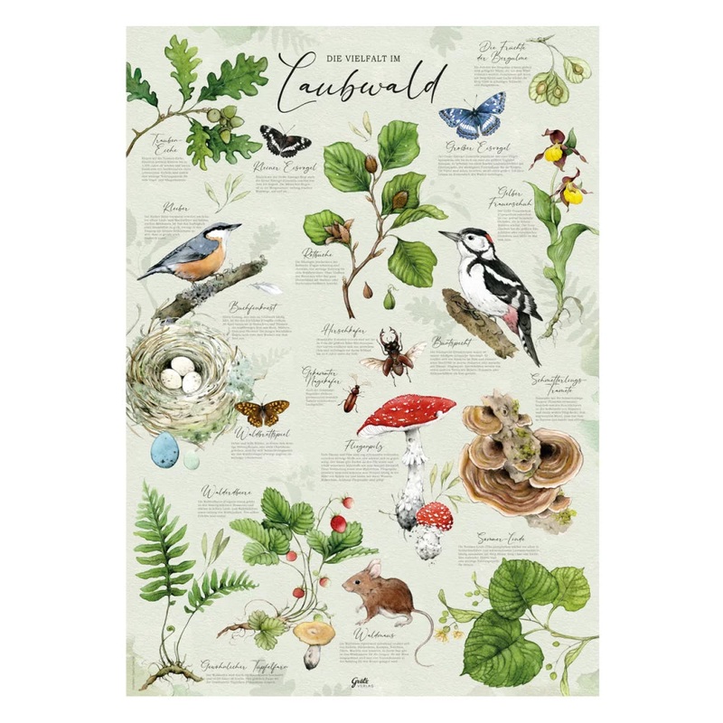 Poster Deciduous Forest